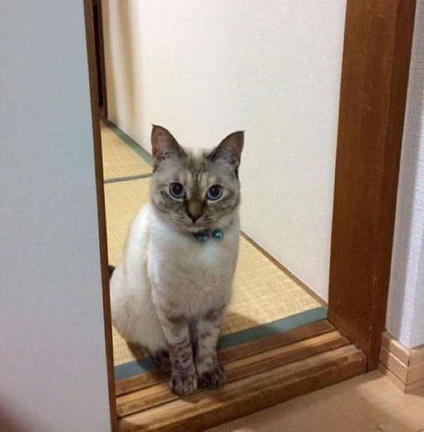 gato-callejero-vell-elige-humano-kawasaki-hina (1)