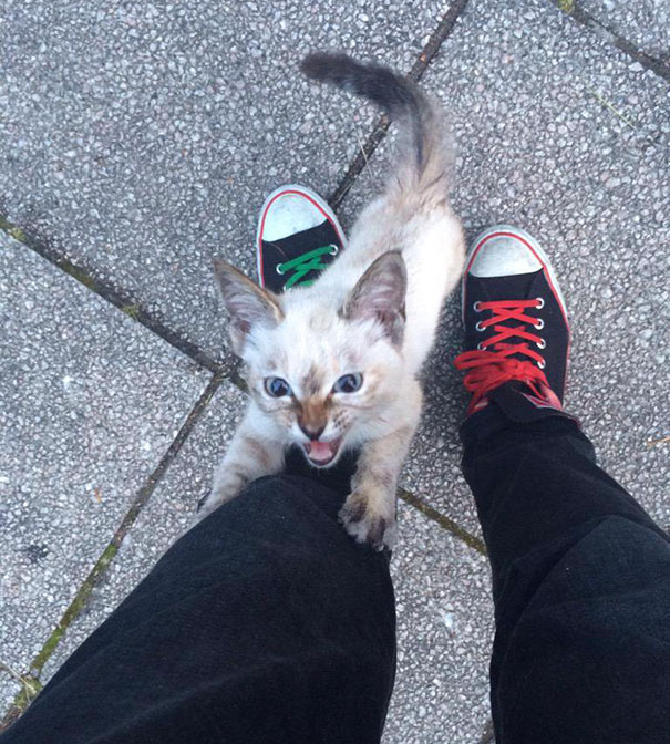 gato-callejero-vell-elige-humano-kawasaki-hina (2)