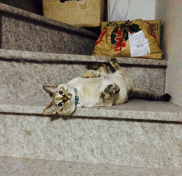 gato-callejero-vell-elige-humano-kawasaki-hina (3)