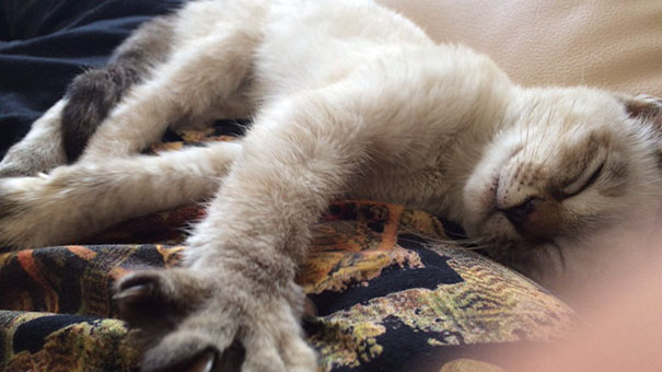 gato-callejero-vell-elige-humano-kawasaki-hina (4)