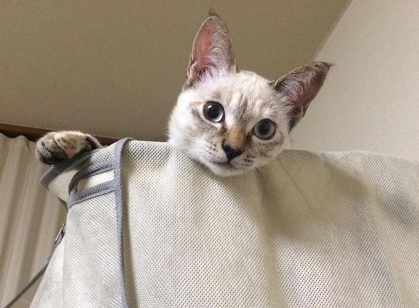 gato-callejero-vell-elige-humano-kawasaki-hina (6)