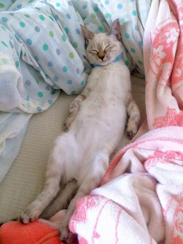 gato-callejero-vell-elige-humano-kawasaki-hina (7)