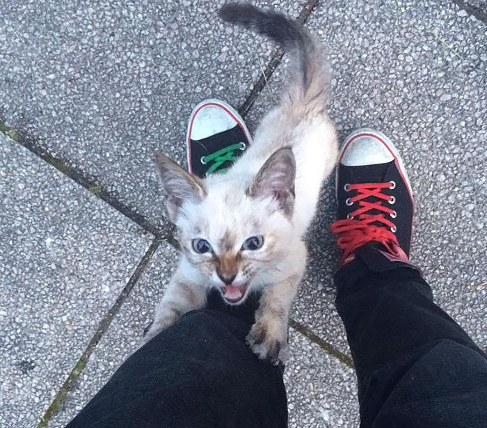 Este gatito callejero eligió a su humano en un parque y no lo dejó marchar