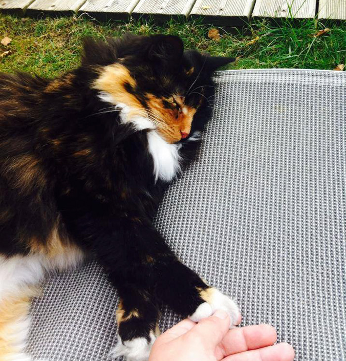 gato-ciego-quimera-adoptado-jasmine-sandra-coudray (1)