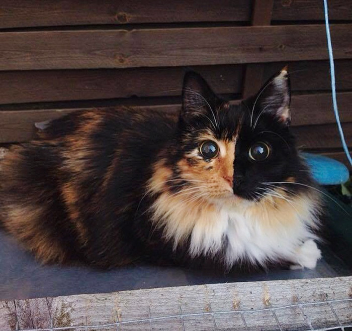 gato-ciego-quimera-adoptado-jasmine-sandra-coudray (10)