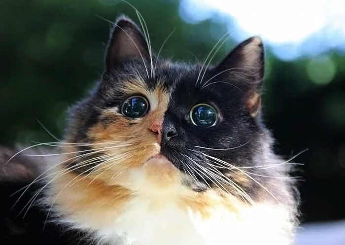 gato-ciego-quimera-adoptado-jasmine-sandra-coudray (2)