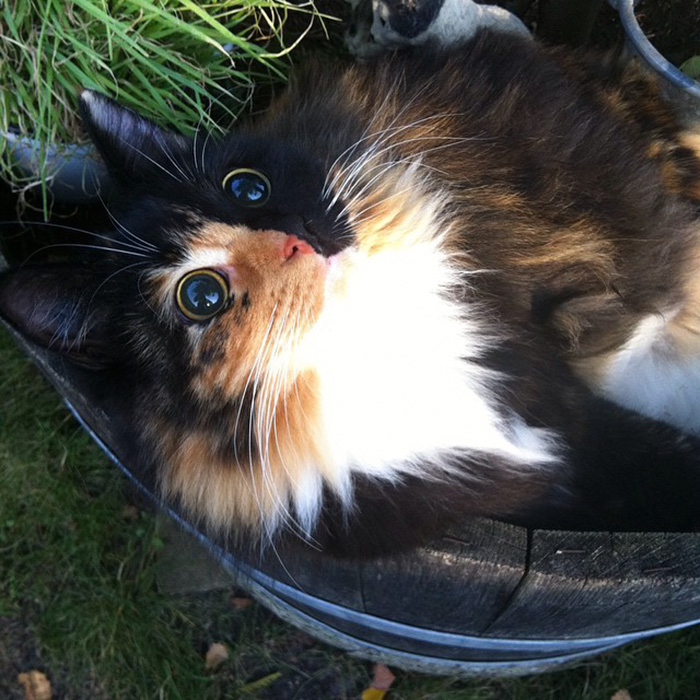 gato-ciego-quimera-adoptado-jasmine-sandra-coudray (3)