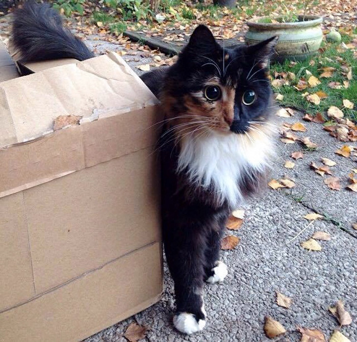 gato-ciego-quimera-adoptado-jasmine-sandra-coudray (5)