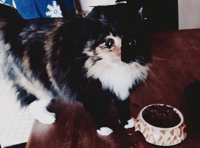 gato-ciego-quimera-adoptado-jasmine-sandra-coudray (6)