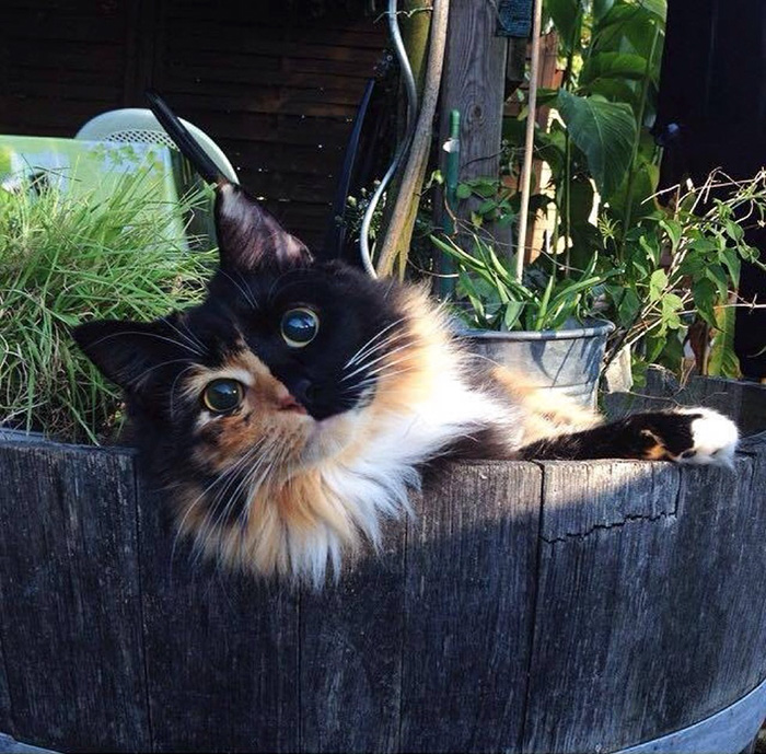 gato-ciego-quimera-adoptado-jasmine-sandra-coudray (7)