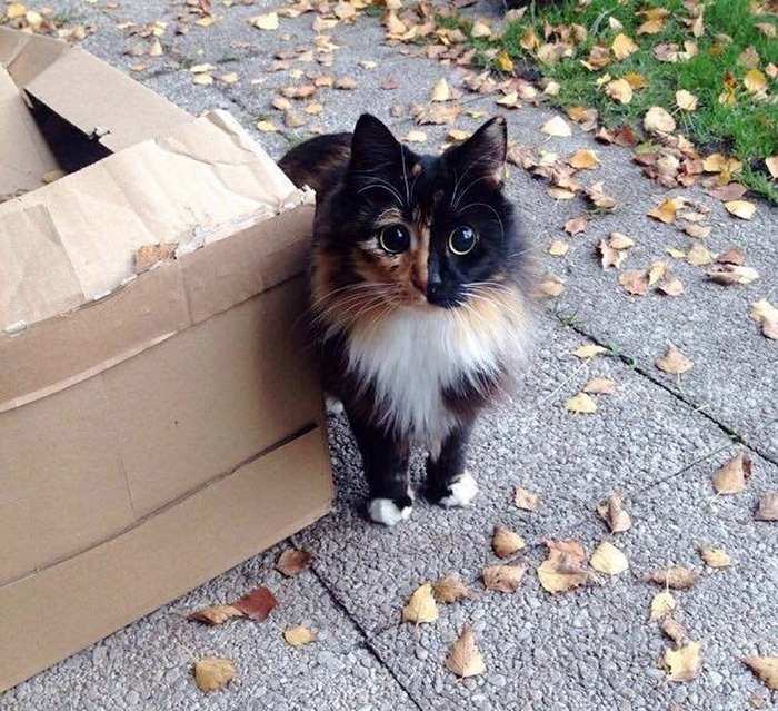 gato-ciego-quimera-adoptado-jasmine-sandra-coudray (8)