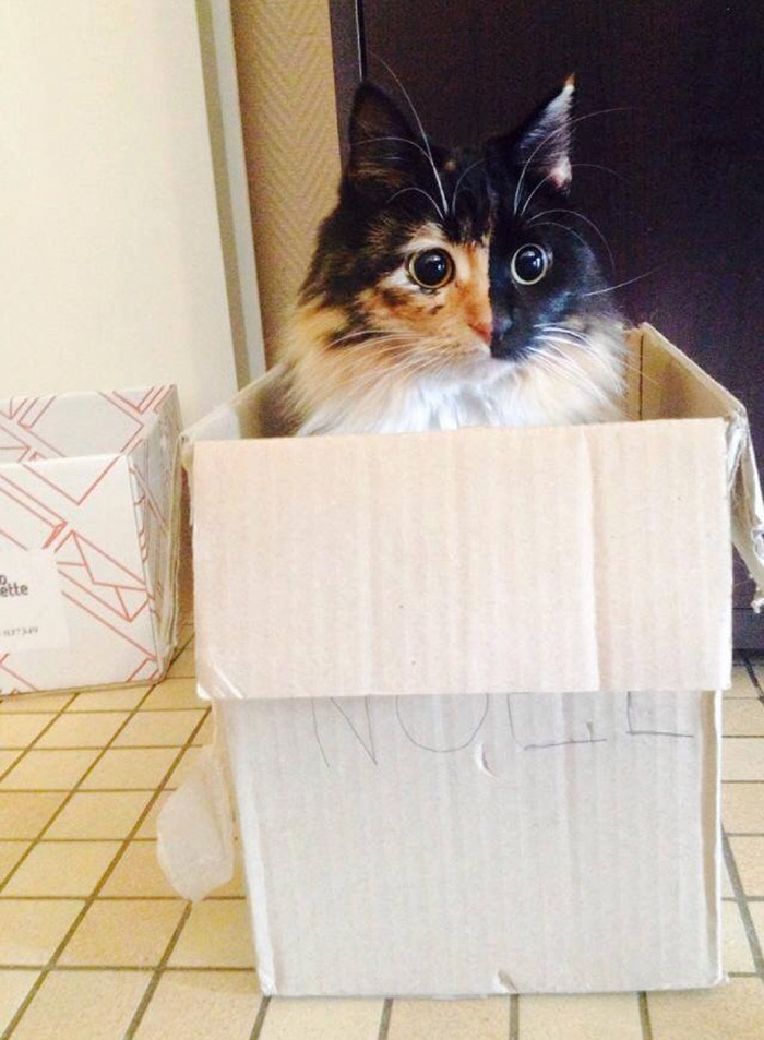 gato-ciego-quimera-adoptado-jasmine-sandra-coudray (9)