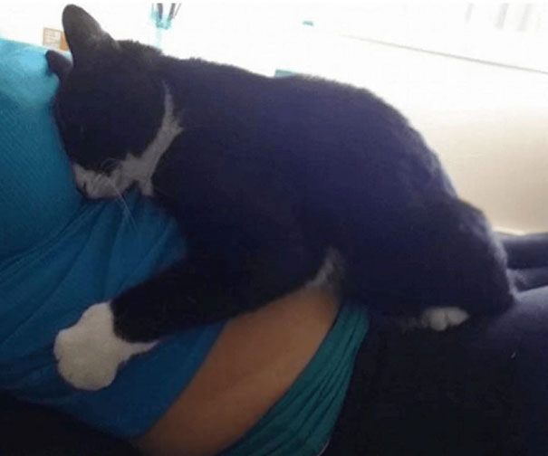 gato-panda-guardian-bebe-sean-assayag (2)