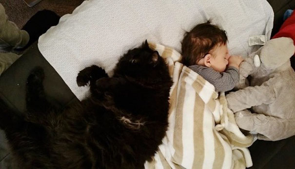 gato-panda-guardian-bebe-sean-assayag (3)