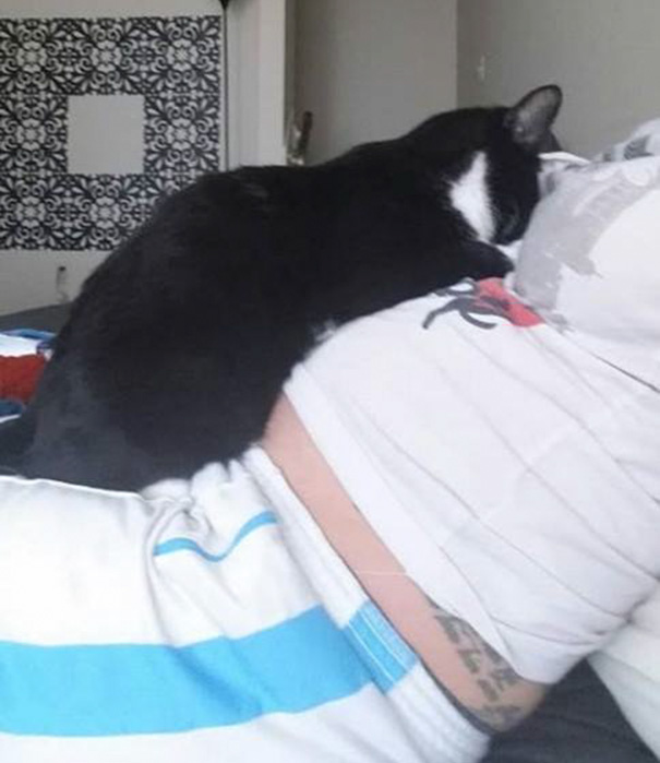 gato-panda-guardian-bebe-sean-assayag (4)