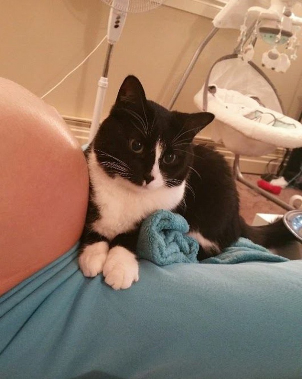 gato-panda-guardian-bebe-sean-assayag (5)