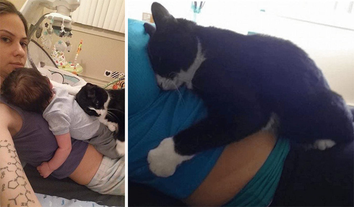 Este gato ha sido el guardián de su pequeño humano desde antes de que naciera