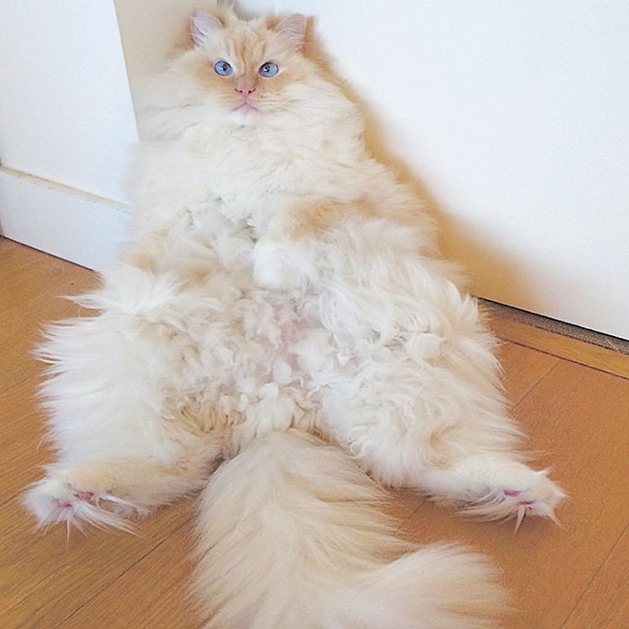 gato-ragdoll-peludo-sky (1)