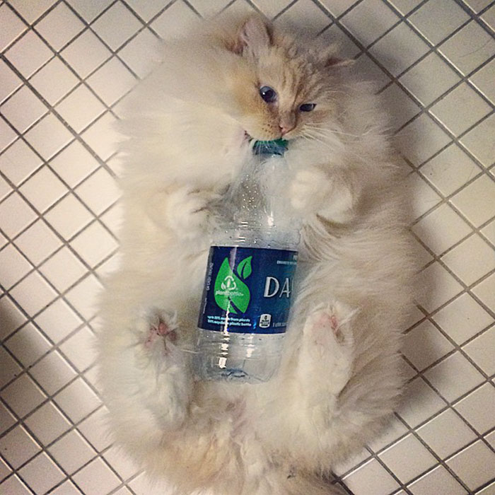 gato-ragdoll-peludo-sky (11)