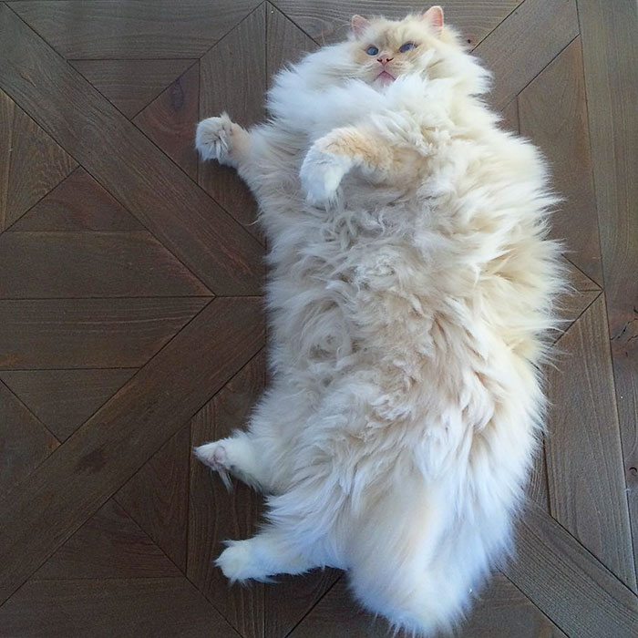 gato-ragdoll-peludo-sky (12)