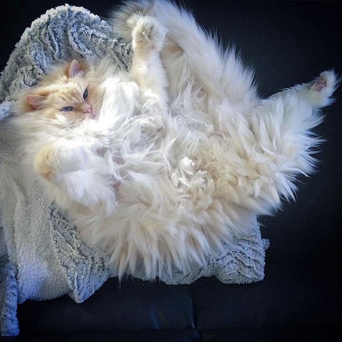 gato-ragdoll-peludo-sky (13)