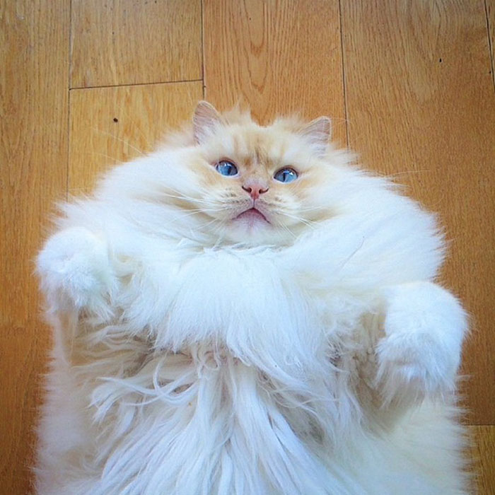 gato-ragdoll-peludo-sky (14)