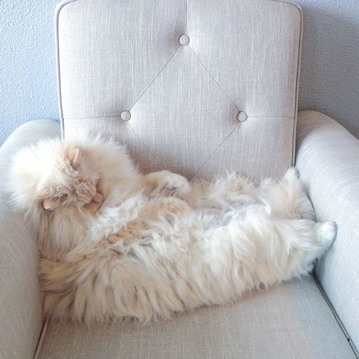 gato-ragdoll-peludo-sky (2)