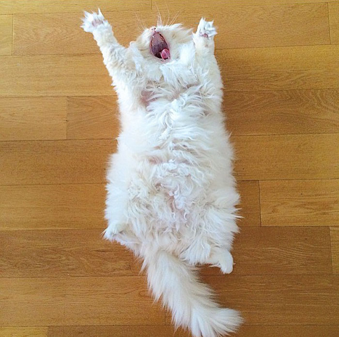 gato-ragdoll-peludo-sky (3)