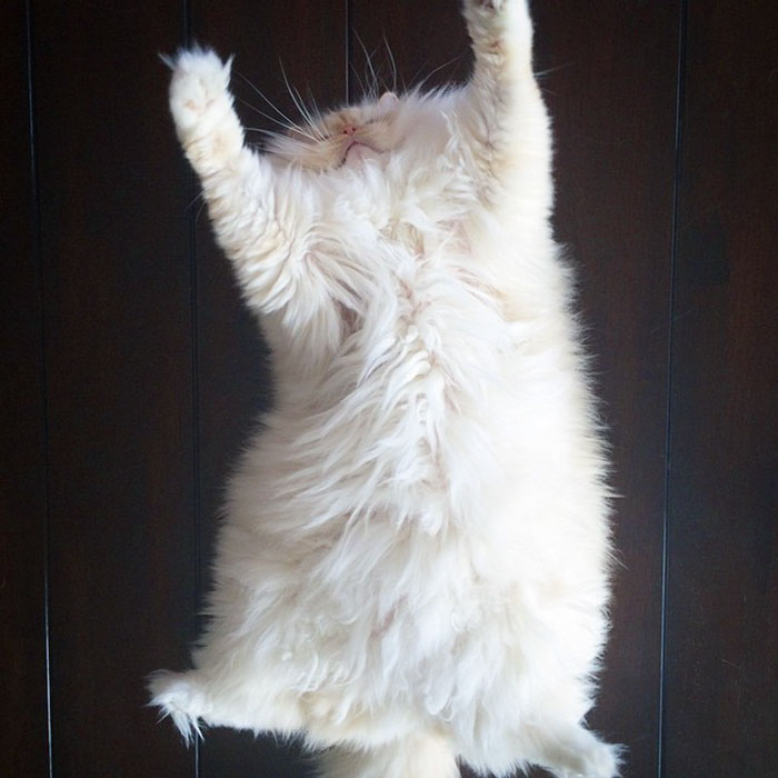 gato-ragdoll-peludo-sky (5)