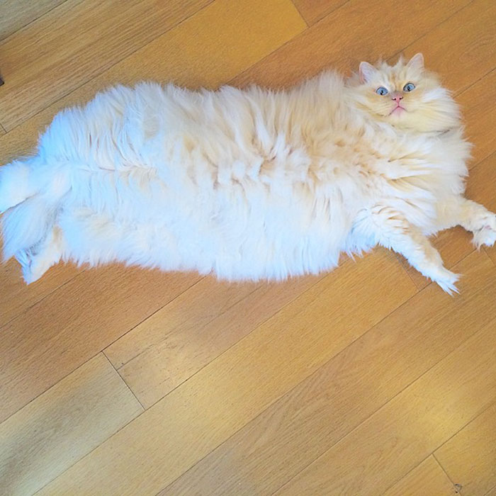gato-ragdoll-peludo-sky (6)