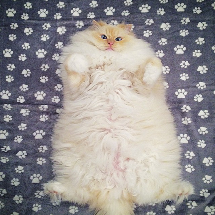 gato-ragdoll-peludo-sky (8)