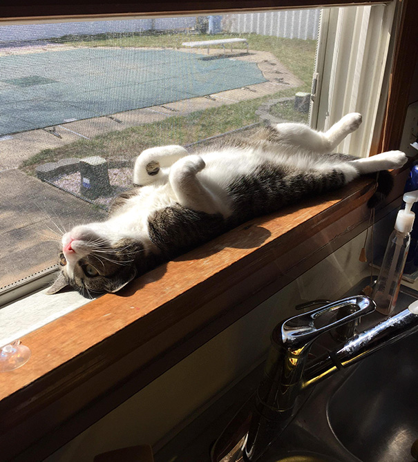 gatos-disfrutando-calor (1)