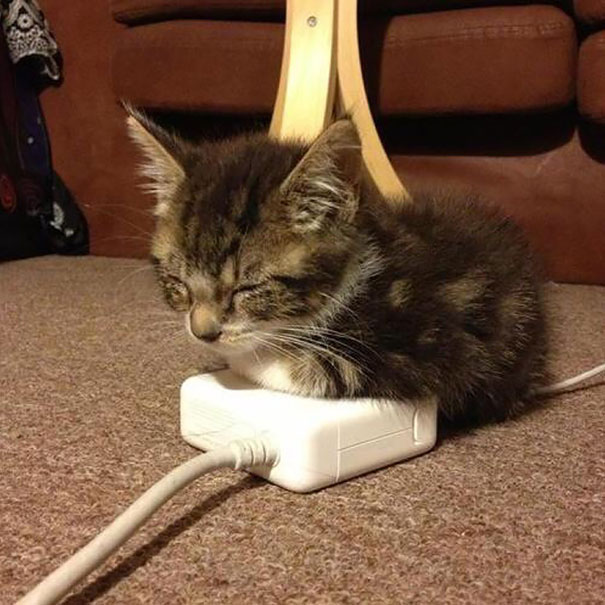gatos-disfrutando-calor (11)
