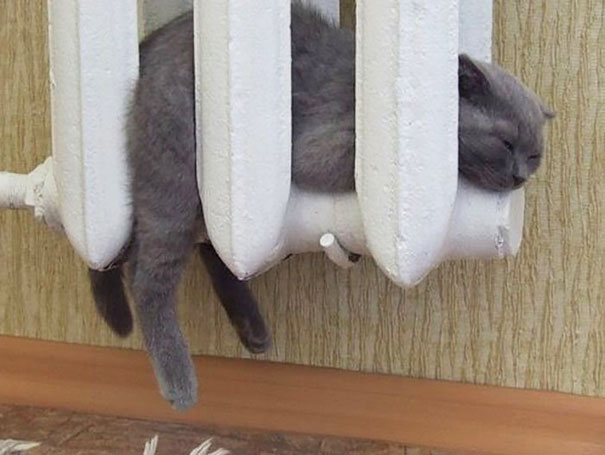 gatos-disfrutando-calor (12)