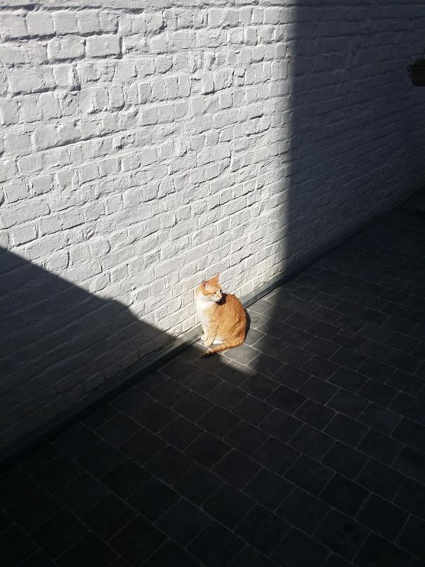 gatos-disfrutando-calor (2)