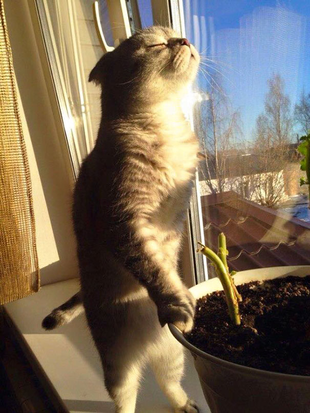 gatos-disfrutando-calor (20)