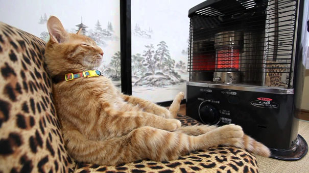 gatos-disfrutando-calor (21)