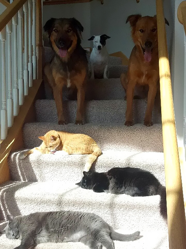 gatos-disfrutando-calor (22)