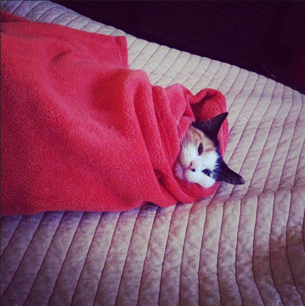 gatos-disfrutando-calor (3)