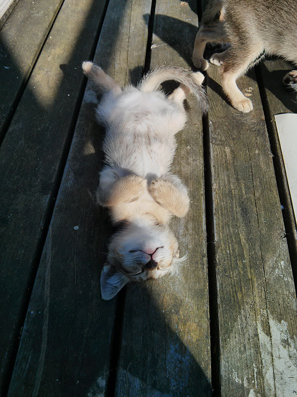 gatos-disfrutando-calor (4)