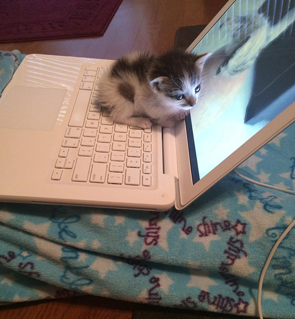 gatos-disfrutando-calor (6)