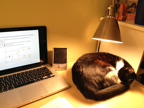 gatos-disfrutando-calor (9)