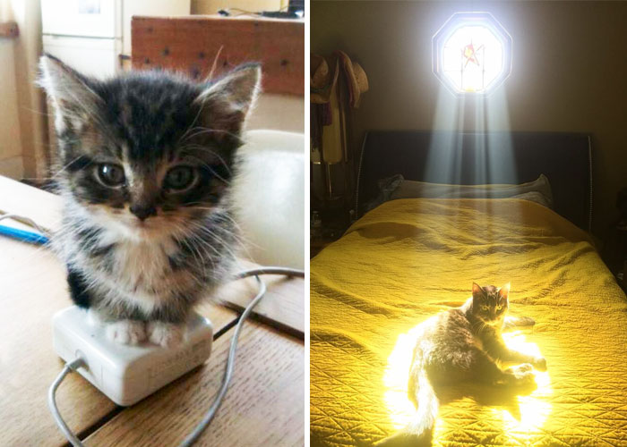 25 Gatos que adoran el calor más que nada