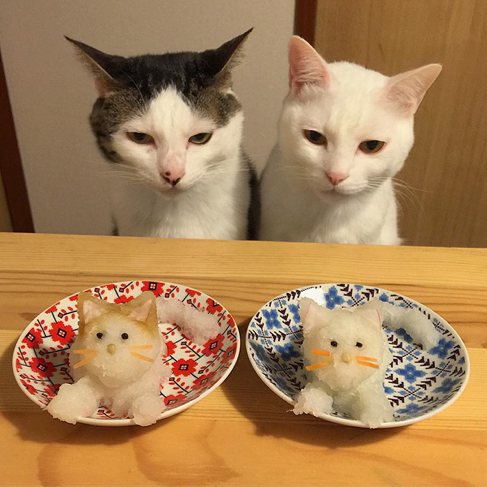 gatos-observando-humanos-cenar-naomiuno (10)