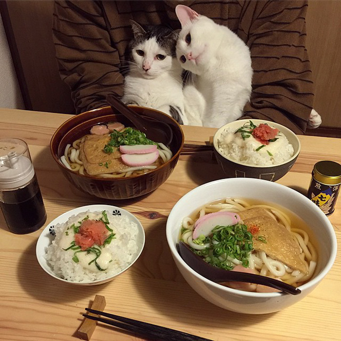 gatos-observando-humanos-cenar-naomiuno (11)