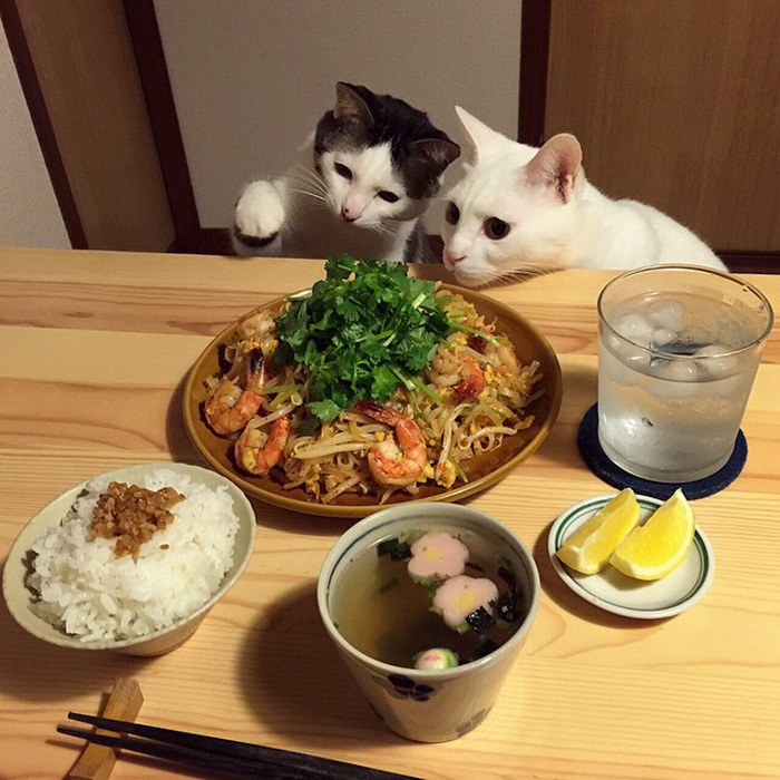 gatos-observando-humanos-cenar-naomiuno (12)