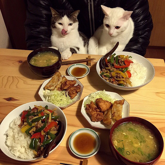 gatos-observando-humanos-cenar-naomiuno (13)