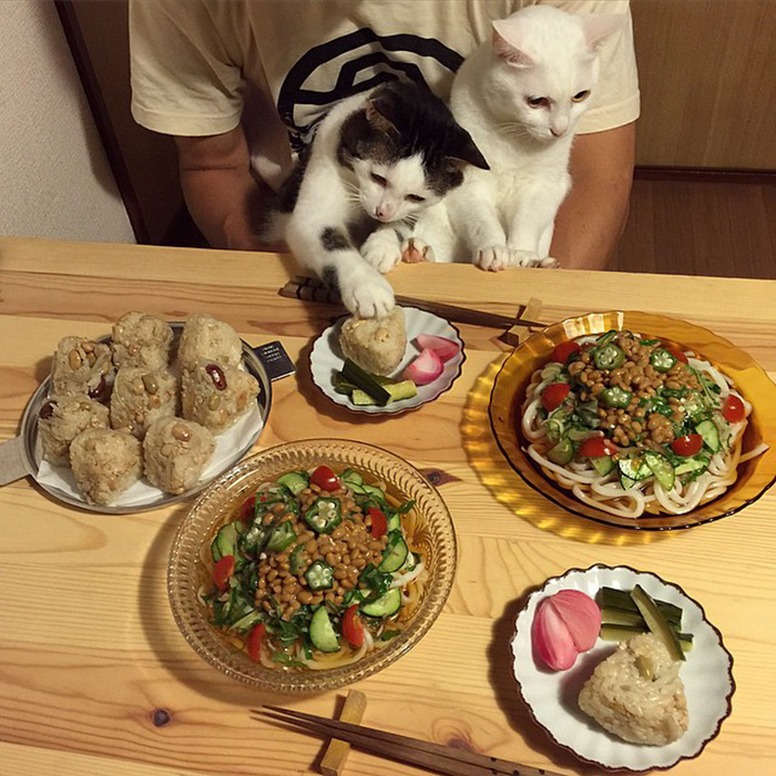 gatos-observando-humanos-cenar-naomiuno (14)