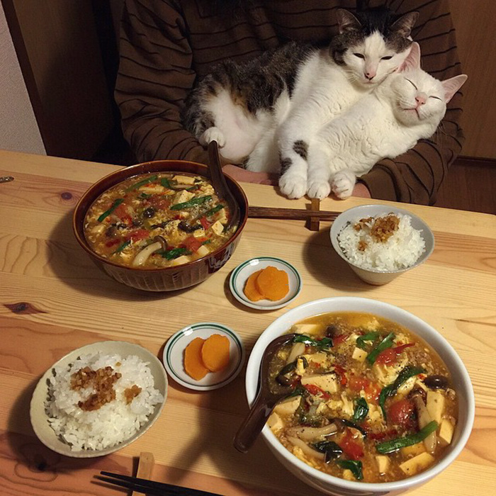 gatos-observando-humanos-cenar-naomiuno (15)