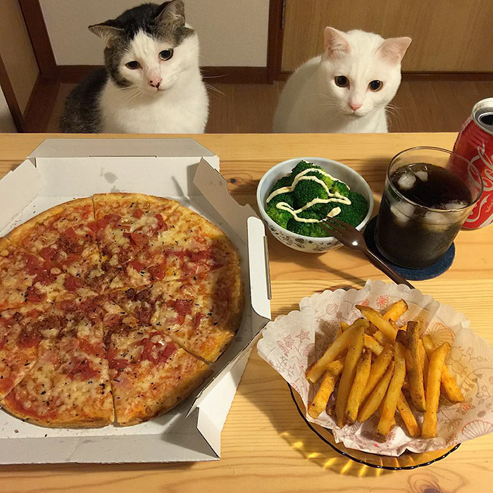 gatos-observando-humanos-cenar-naomiuno (16)